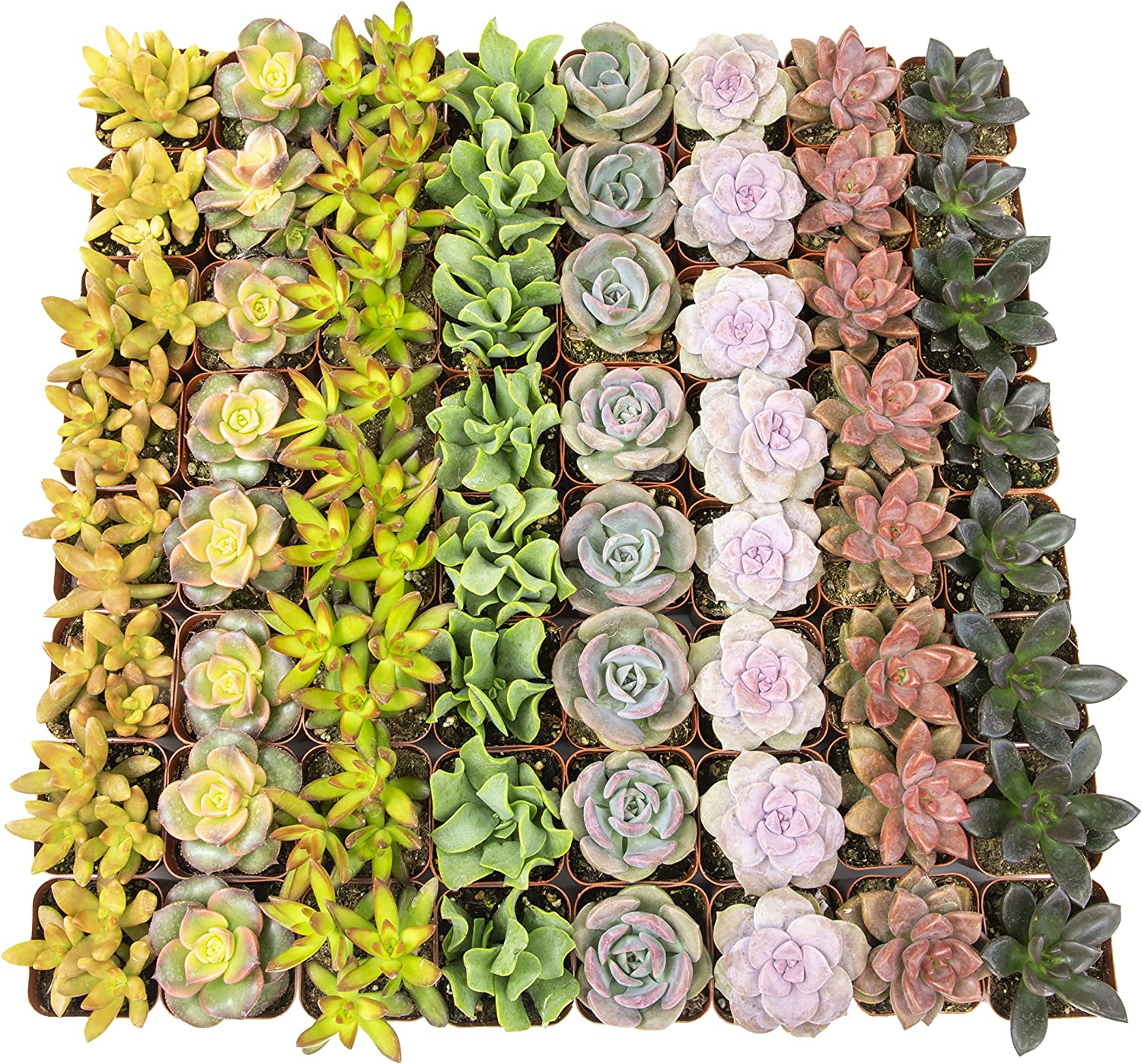 Bulk Succulent Plants