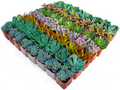 Bulk Succulent Plants