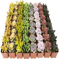 Bulk Succulent Plants
